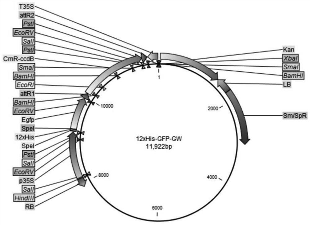 Gateway eukaryotic expression system for stably and efficiently expressing active fusion proteins