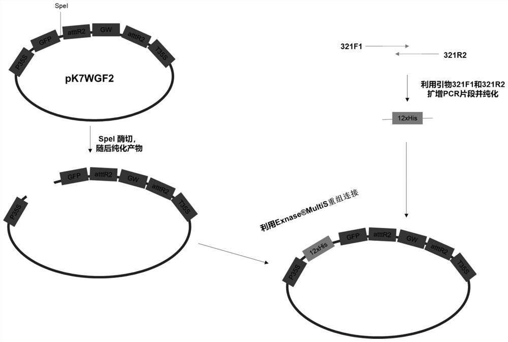 Gateway eukaryotic expression system for stably and efficiently expressing active fusion proteins