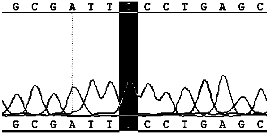 Primer, detection kit and method for detecting TERC gene whole exome sequence mutation