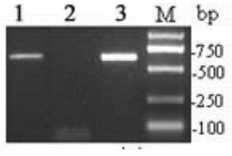 Construction of soybean CRISPR/Cas9 system and application of soybean CRISPR/Cas9 system in soybean gene modification