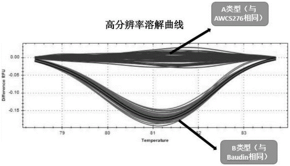 Molecular marker HRM7 of barley grain length gene LkI2 and application of molecular marker