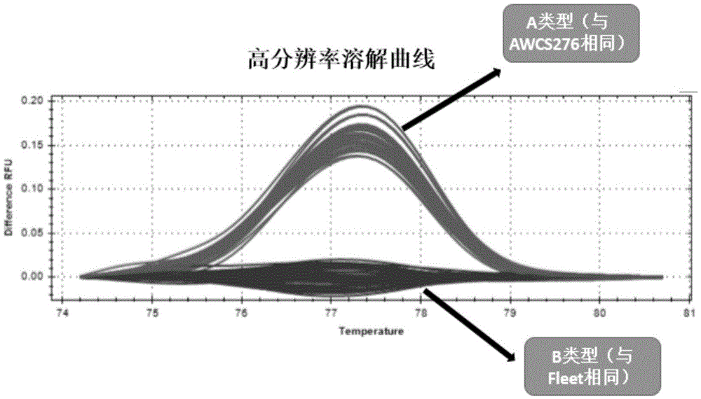 Molecular marker HRM7 of barley grain length gene LkI2 and application of molecular marker