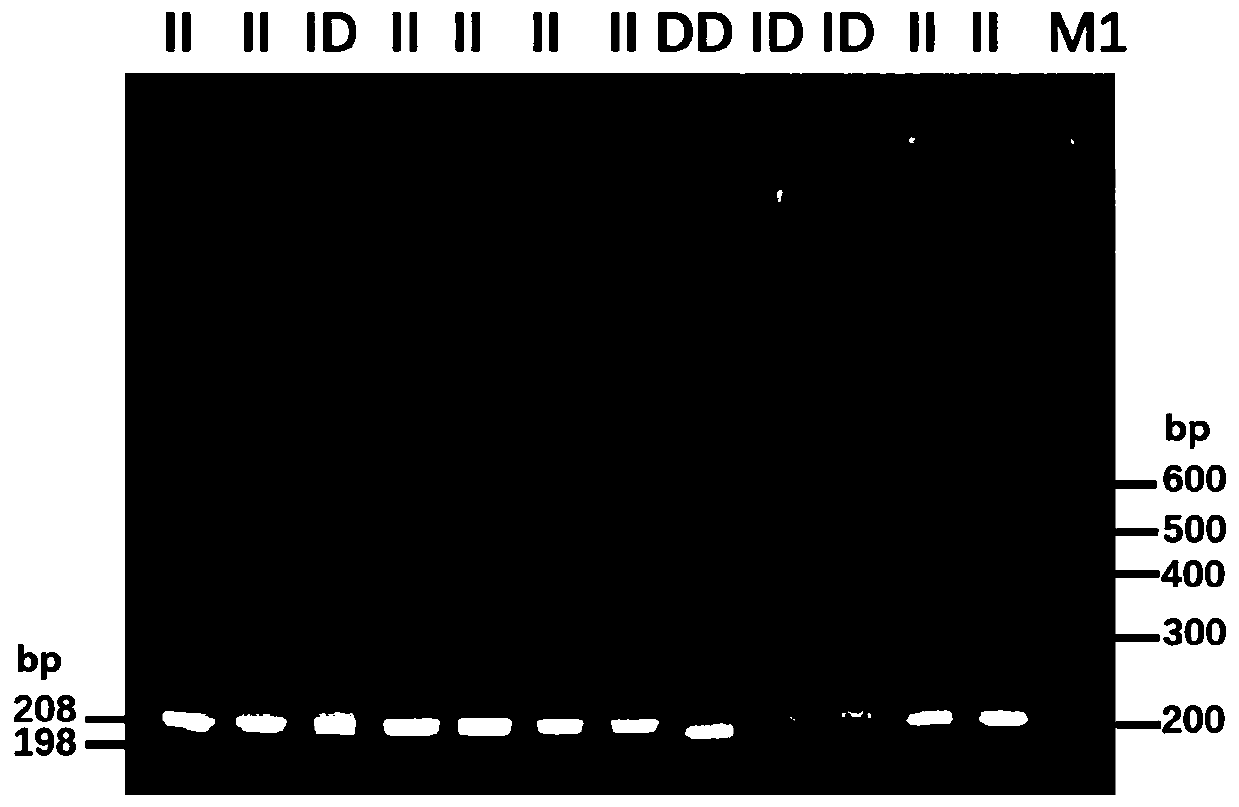 Primer pairs for detecting insertion/deletion polymorphism of sheep BMPR1B gene and kit, method and application