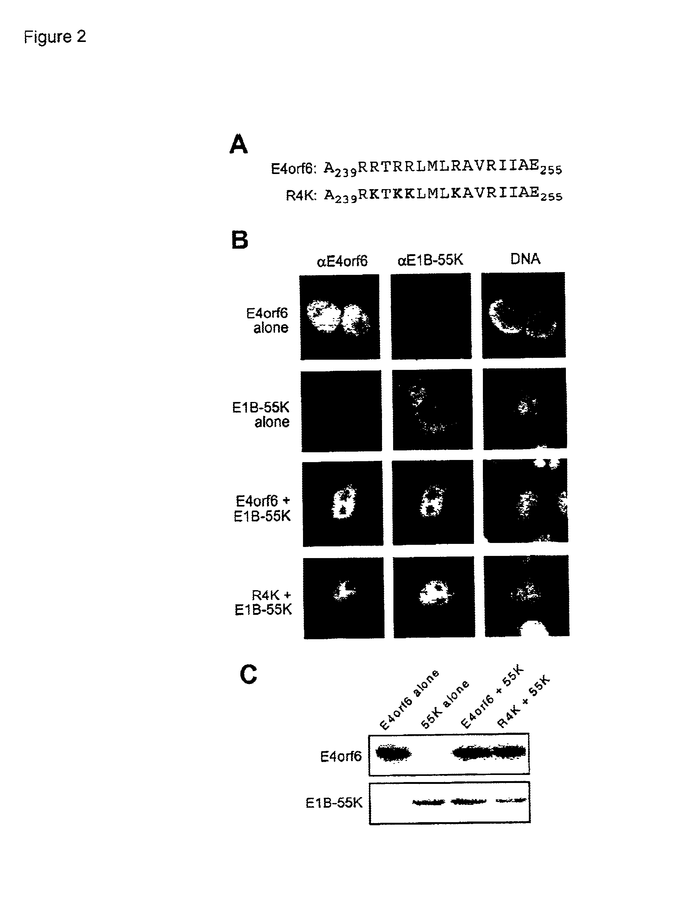 Adenovirus E4 protein variants for virus production