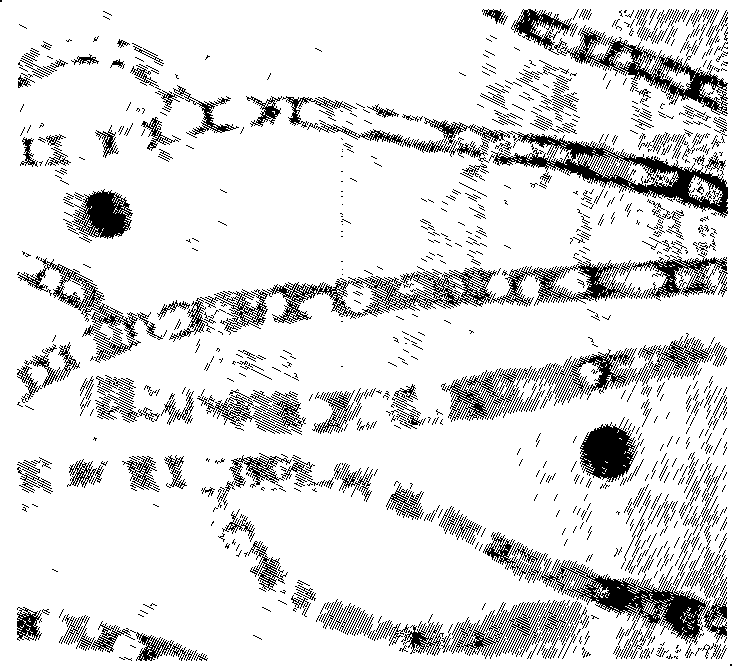 High yield gamma-reanal monascus ruber Mr-5 bacterial strain, screening method and use thereof