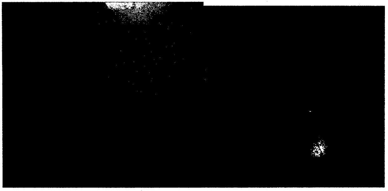 Thermal burn Chinese medicine composition and preparation method thereof