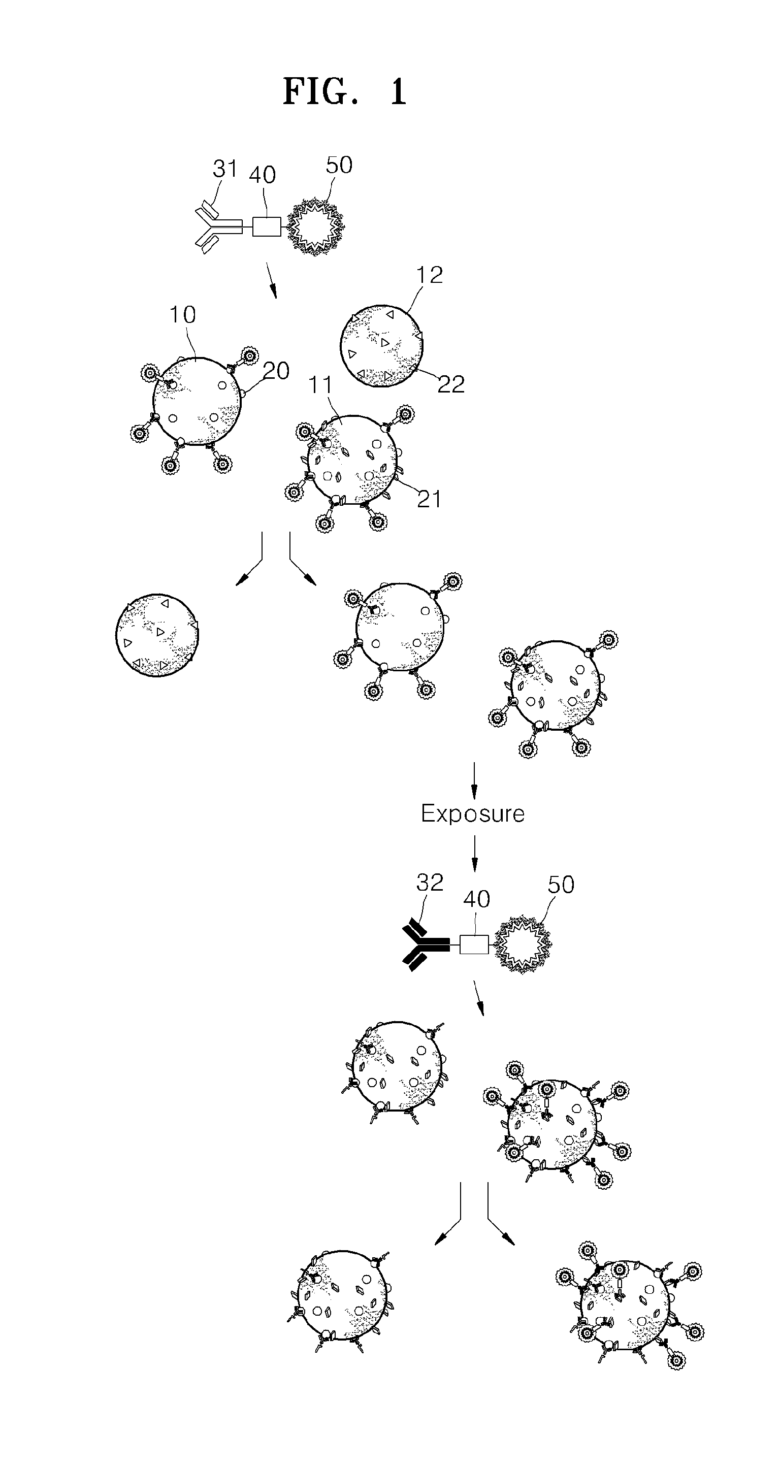 Method of isolating or counting target cells by using photocleavable linker coupled with fluorescent dye