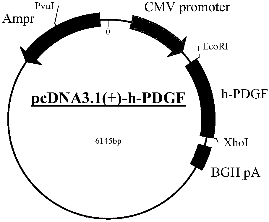 Construction method and application of PDGF-BB transgenic mouse spinal cord transaction model