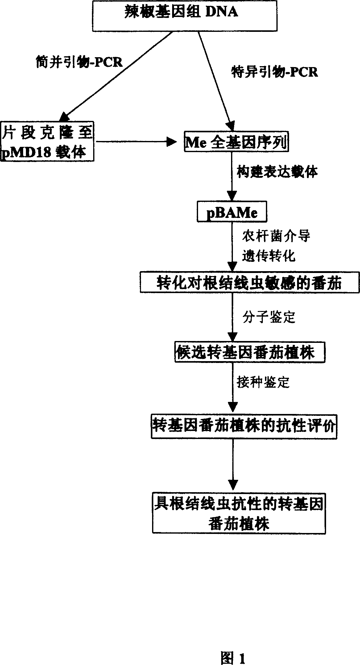 Cloning of gene against meloidogyne of capsicum and application thereof