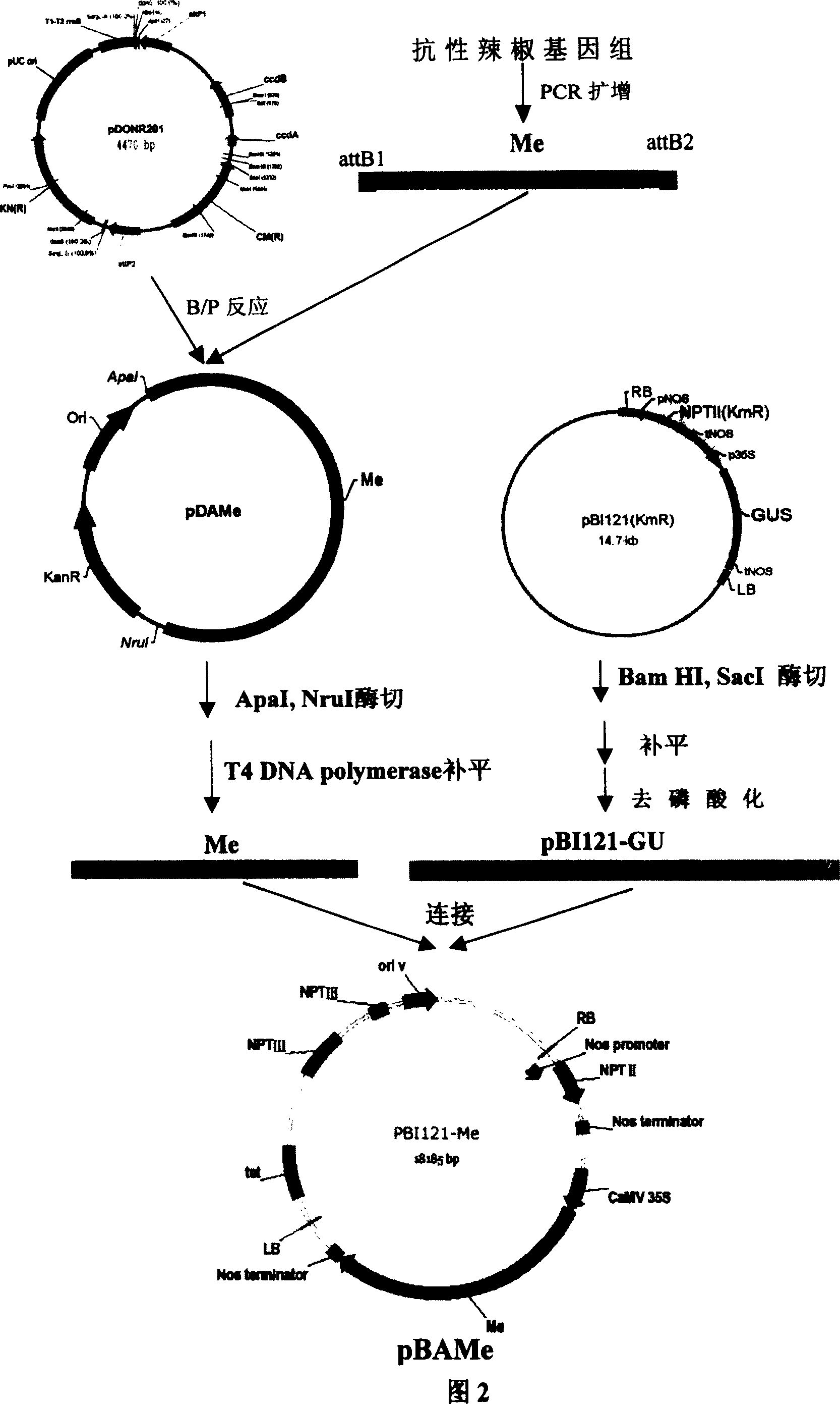 Cloning of gene against meloidogyne of capsicum and application thereof