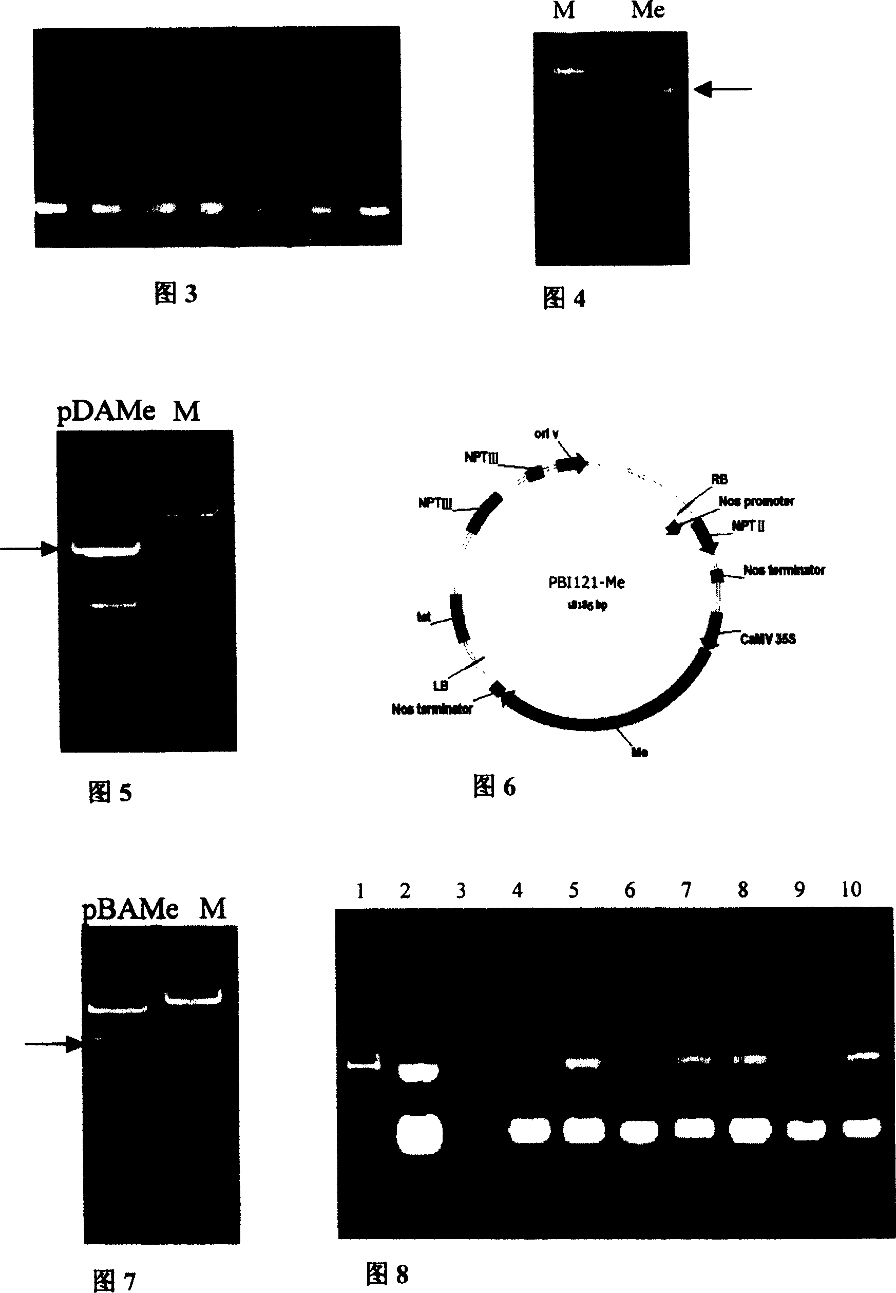 Cloning of gene against meloidogyne of capsicum and application thereof