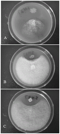 Coral-associated marine bacillus amyloliquefaciens strain CoMb-9 and application thereof