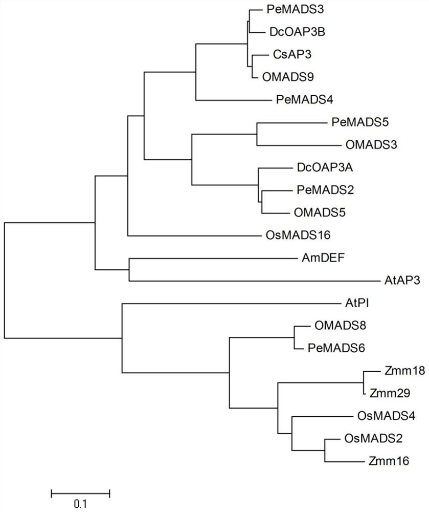 Genes regulating organ development in Orchid chinensis and their encoded proteins and their application