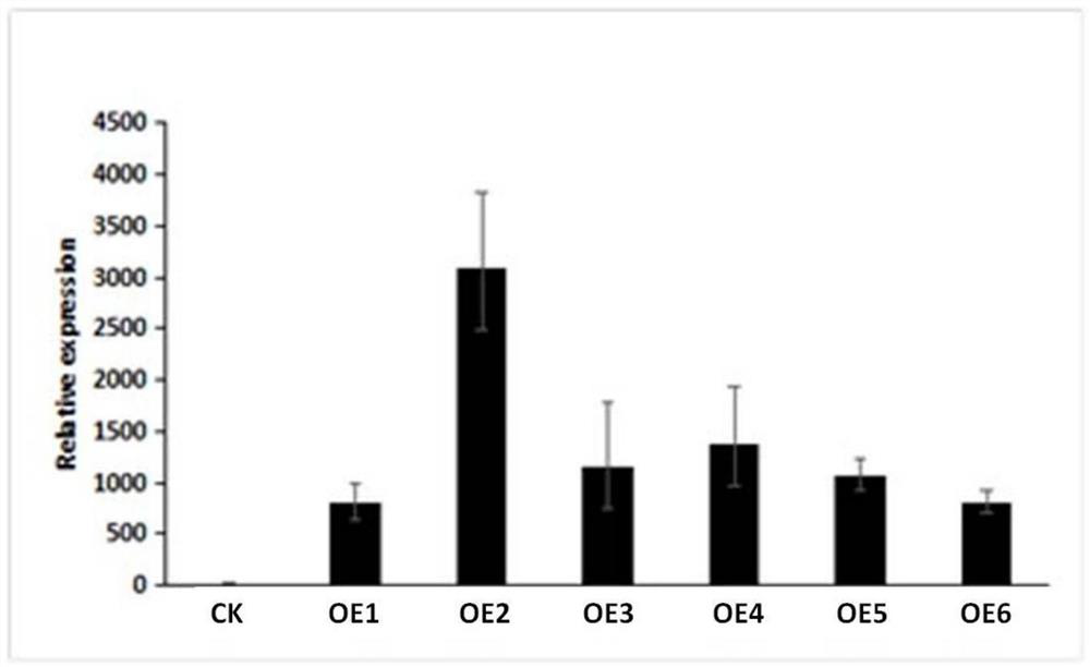 Genes regulating organ development in Orchid chinensis and their encoded proteins and their application