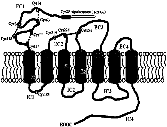 Application of doxycycline in preparing medicines for enhancing PAC1-R (Pituitary Adenylate Cyclase Activating Polypeptide Type 1 Receptor) dimer dependent constitutive activity