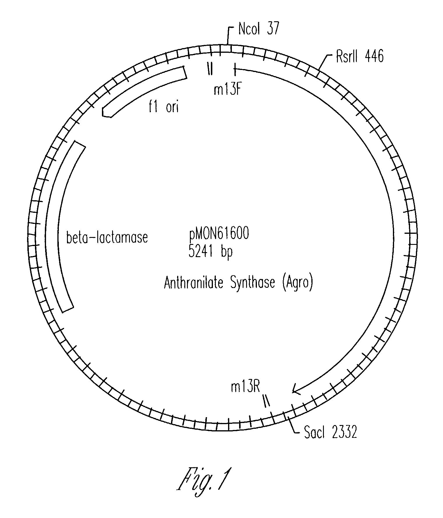 Transgenic high tryptophan plants