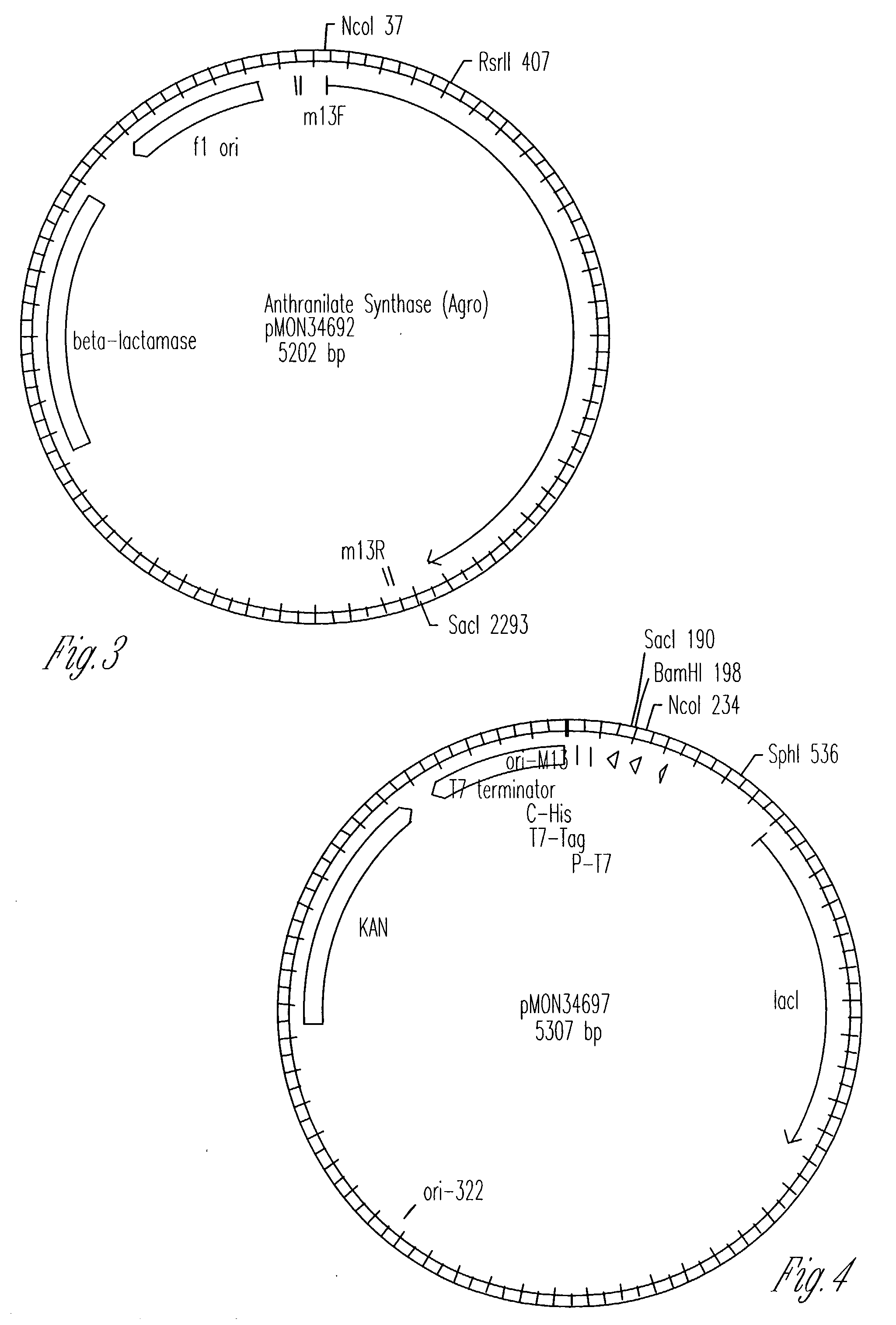 Transgenic high tryptophan plants