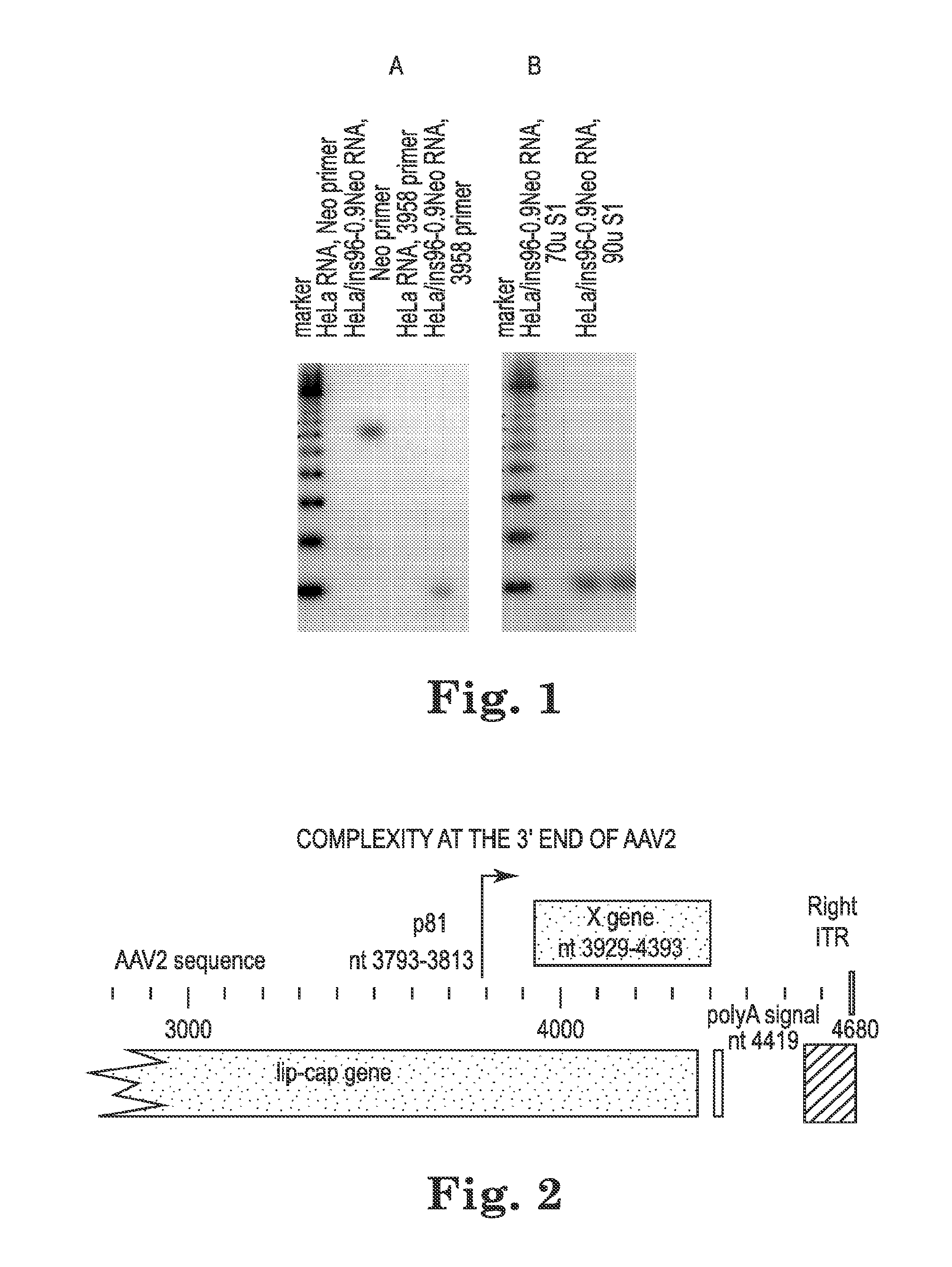 Adeno-associated virus "x" oncogene