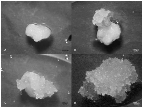 Method for ultralow-temperature preservation of embryonic tissues of larix principis-rupprechtii