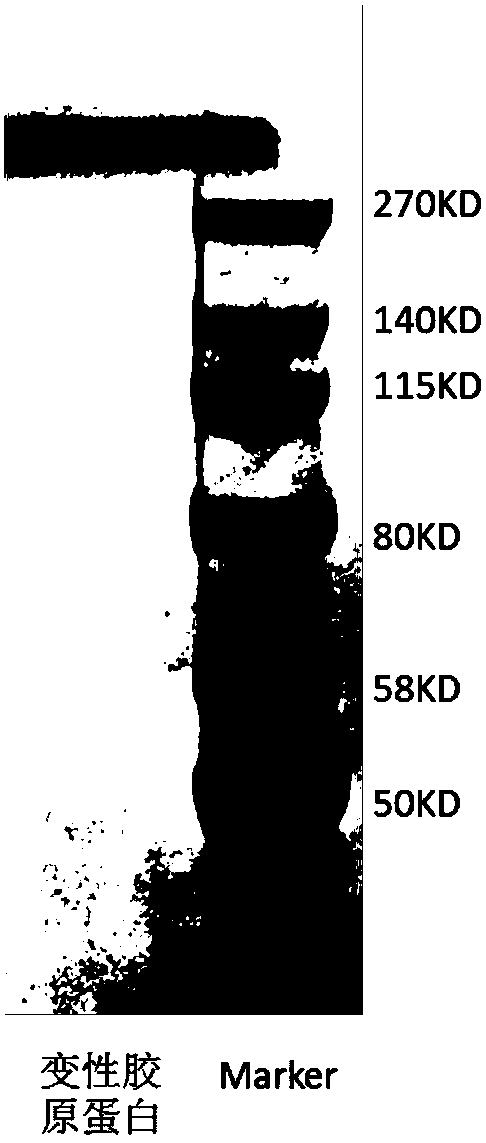 Method for extracting non-denatured collagen and method for identifying collagen