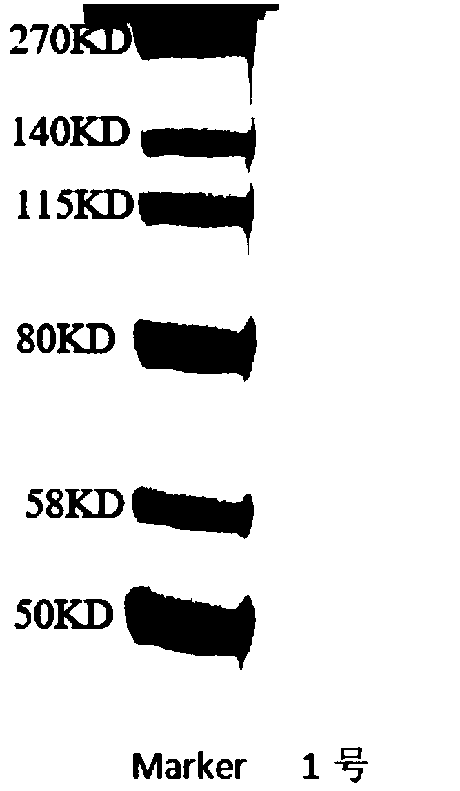 Method for extracting non-denatured collagen and method for identifying collagen