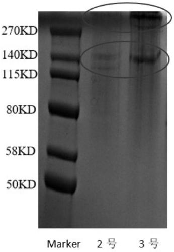 Method for extracting non-denatured collagen and method for identifying collagen