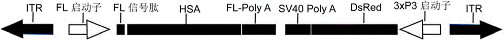 Efficient transgenosis method with mediation of transcription activator-like effector protein