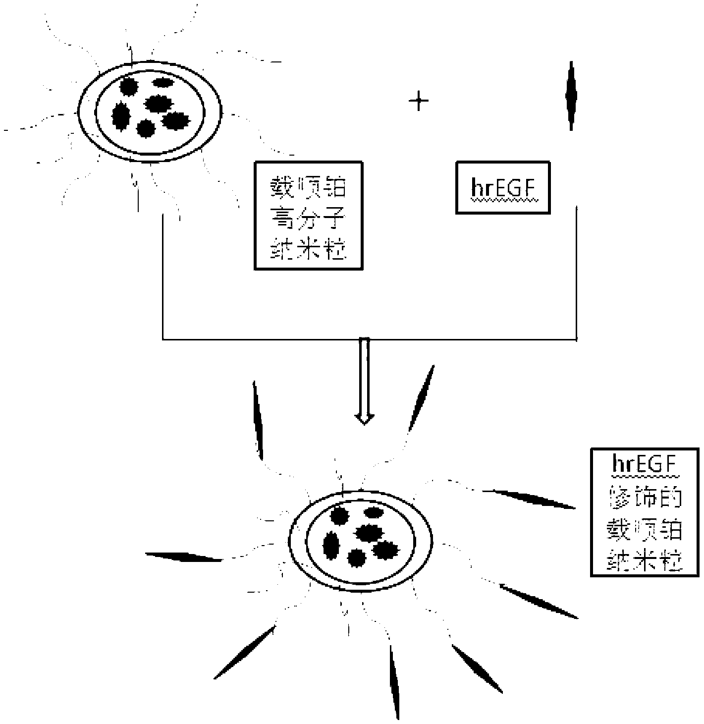 Human recombinant epidermal growth factor (hrEGF)-modified cisplatin-loaded polymeric nanoparticles and preparation method and application thereof