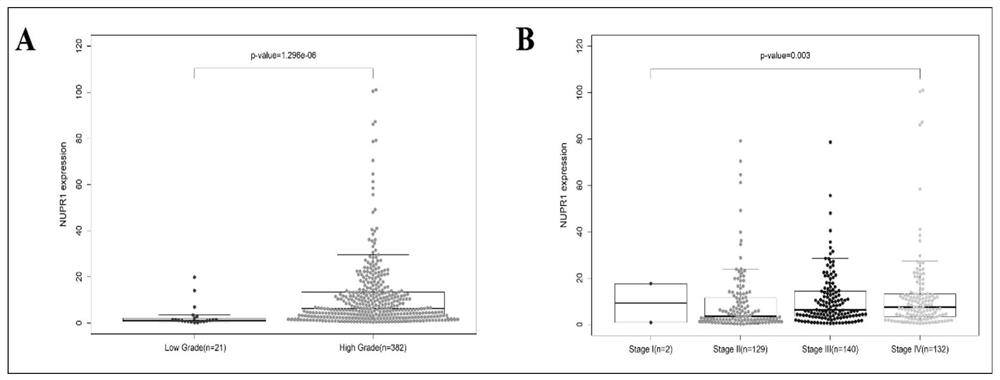 Use of nupr1 inhibitors in the preparation of bladder cancer treatment drugs