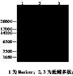 Earthworm extract, as well extraction method and application thereof