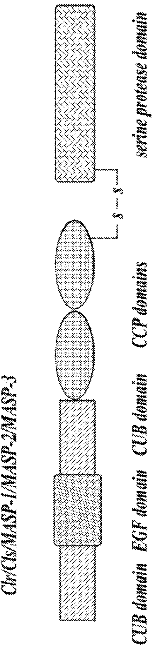 Methods for reducing proteinuria in a human subject suffering from immunoglobulin a nephropathy