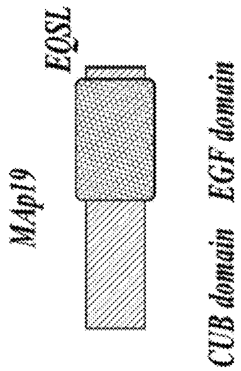 Methods for reducing proteinuria in a human subject suffering from immunoglobulin a nephropathy