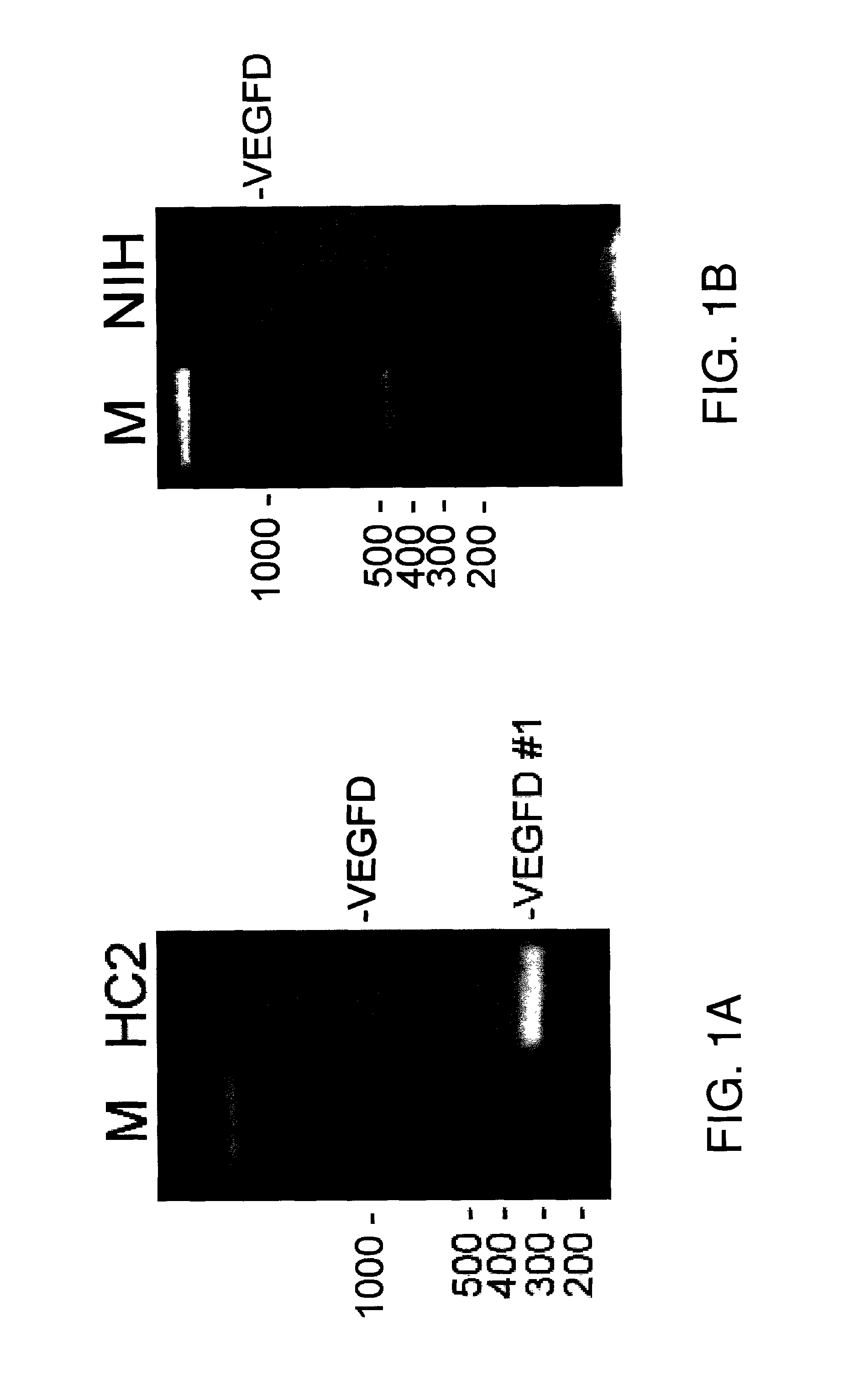 Alternative splice forms of proteins as basis for multiple therapeutic modalities