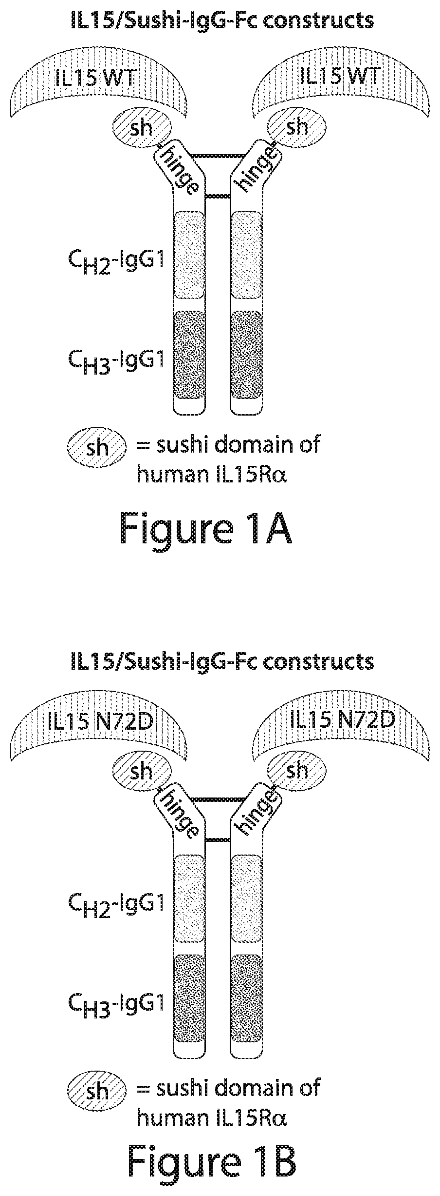 Methods and Compositions for Promoting Immune Cell Function