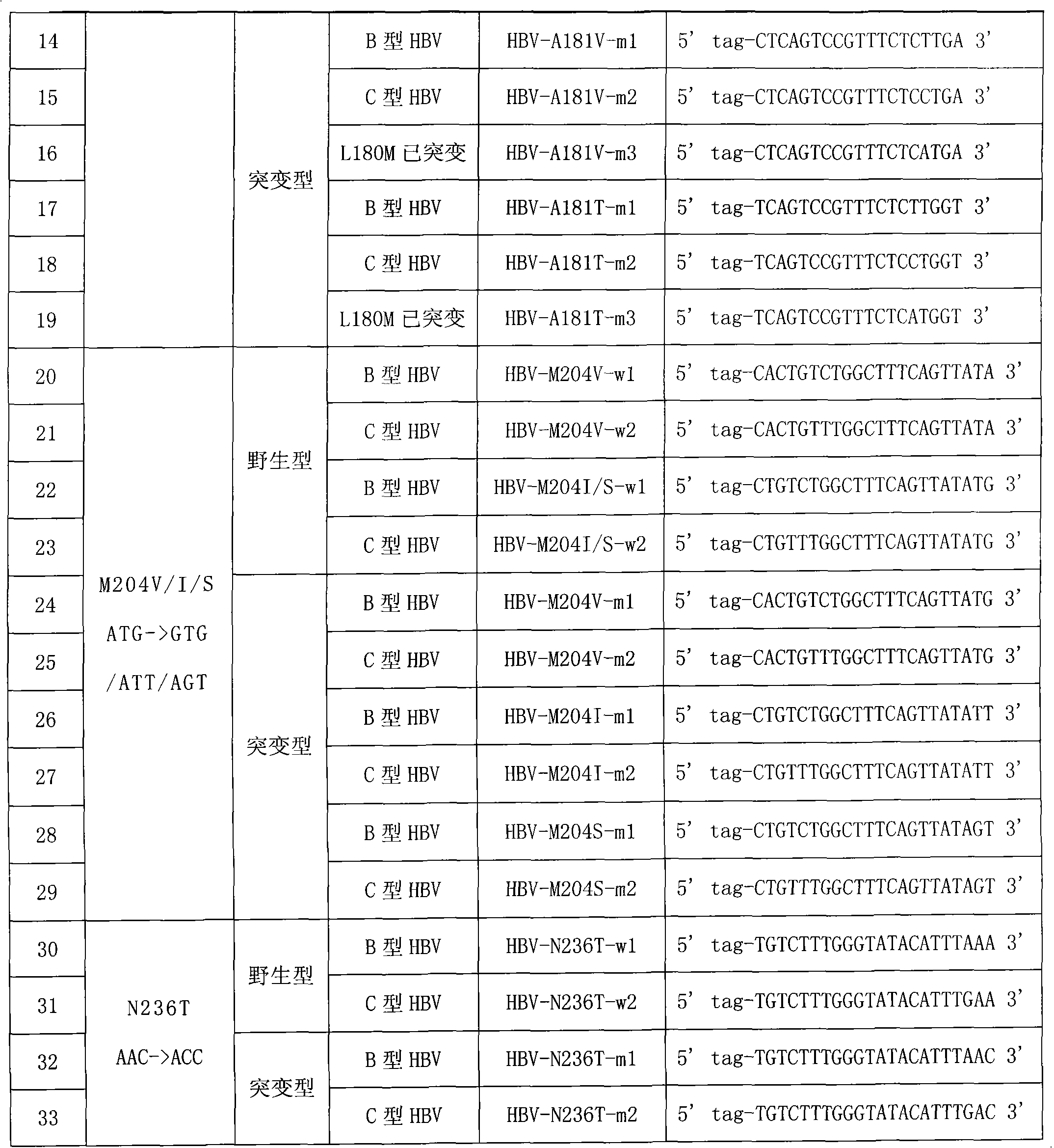 Hepatitis B virus YMDD motif mutation detection specific primer and liquid phase chip and method thereof