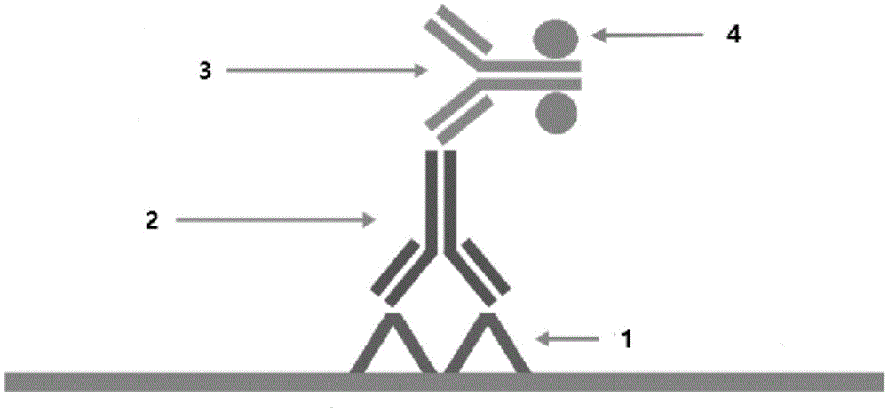 Polymer enzyme-antibody and preparation method thereof