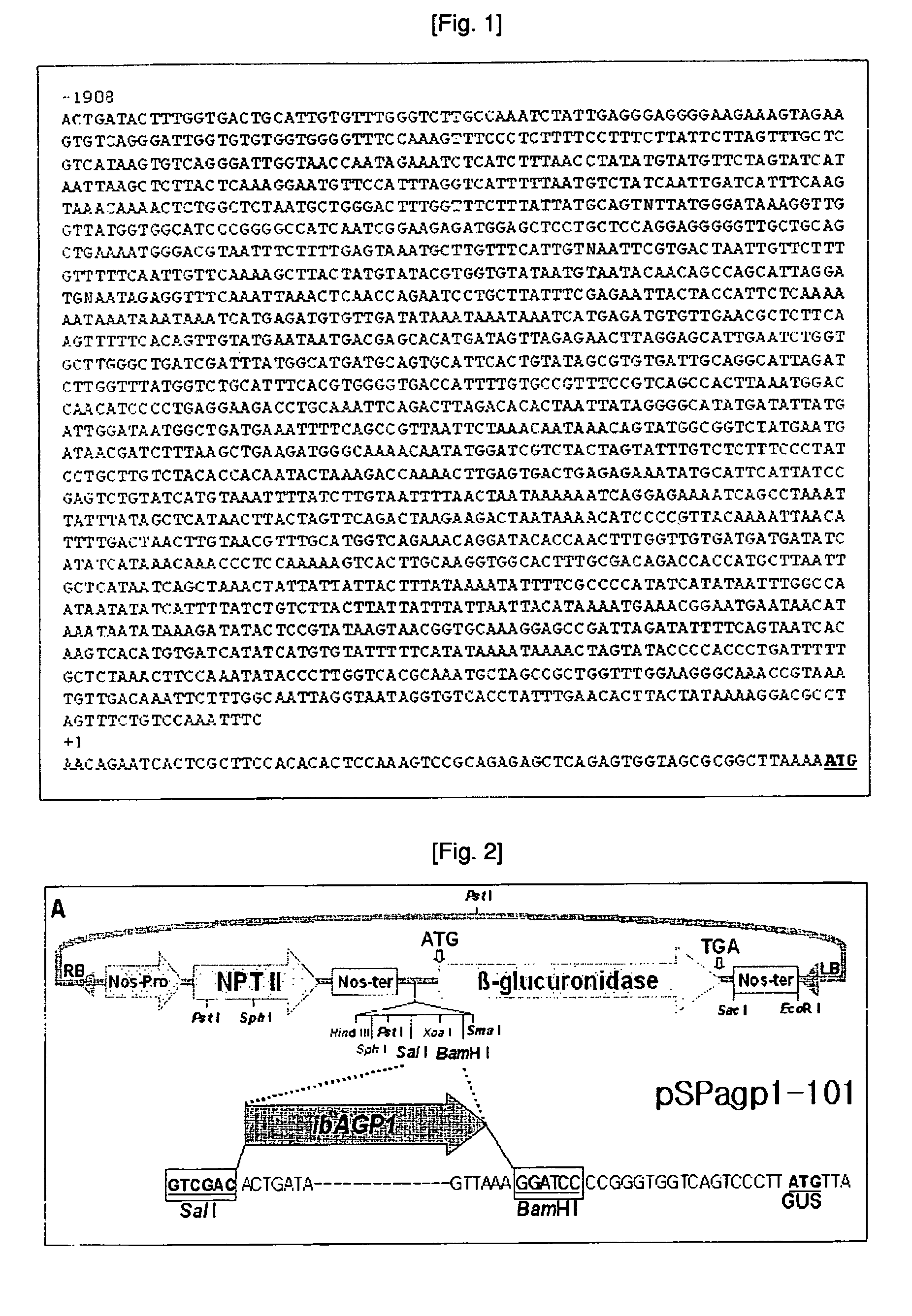 Sucrose-inducible promoter from sweetpotato