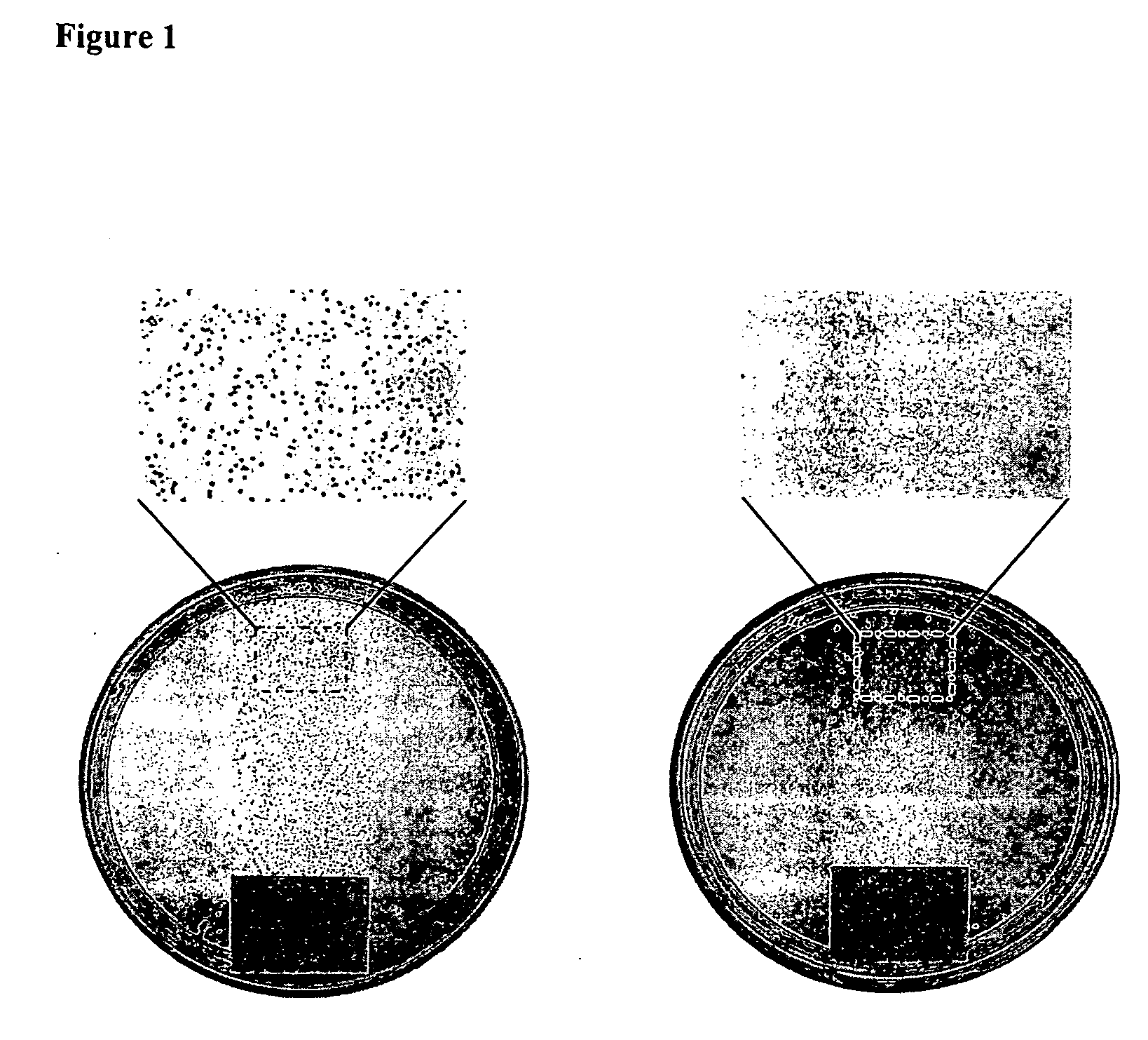 Antimicrobial polymeric surfaces