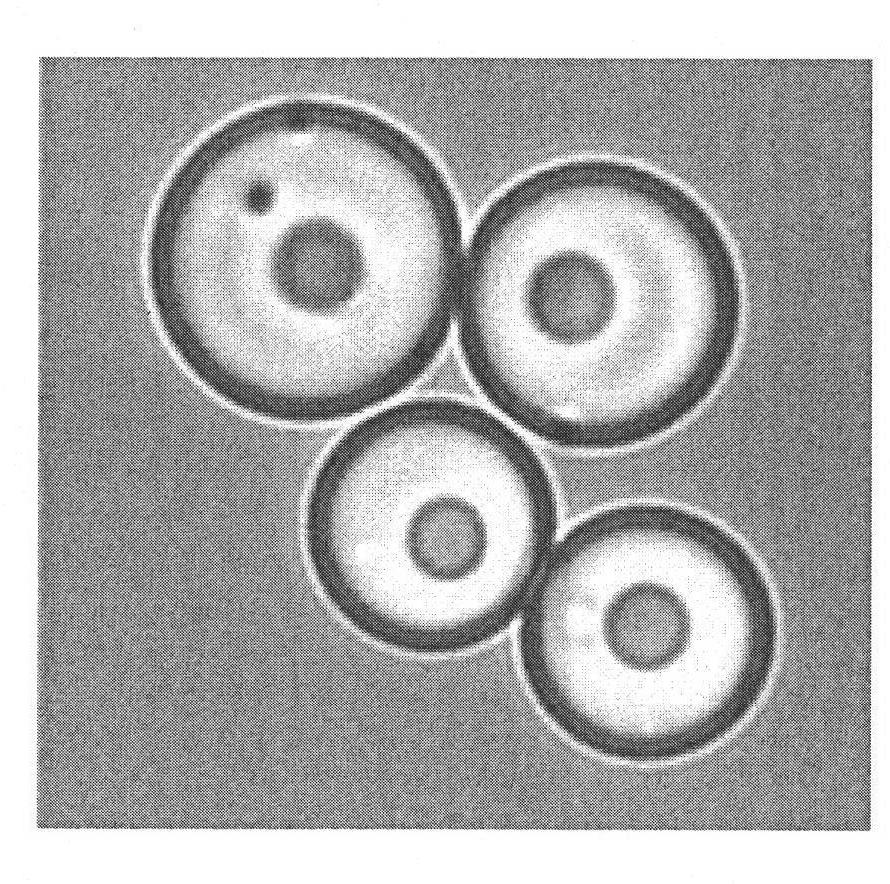 Method for preparing biological pesticide spinosad microcapsule preparation