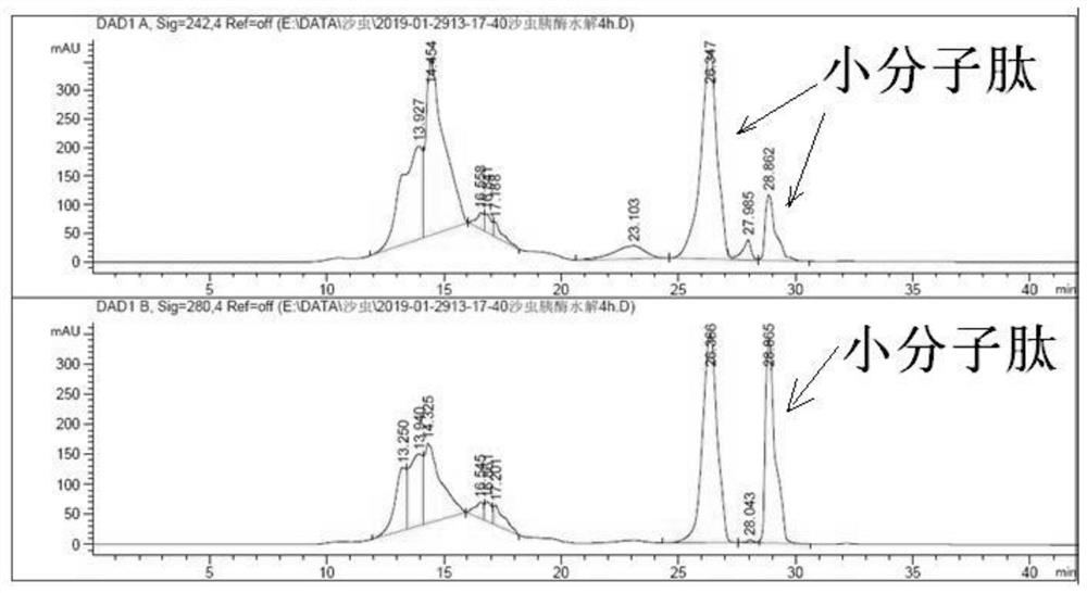 A kind of starworm ace inhibitory peptide and its preparation method and application