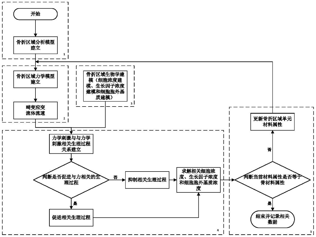 A Fracture Healing Simulation System Based on Mechanical Stimulation and Biological Combined Stimulation