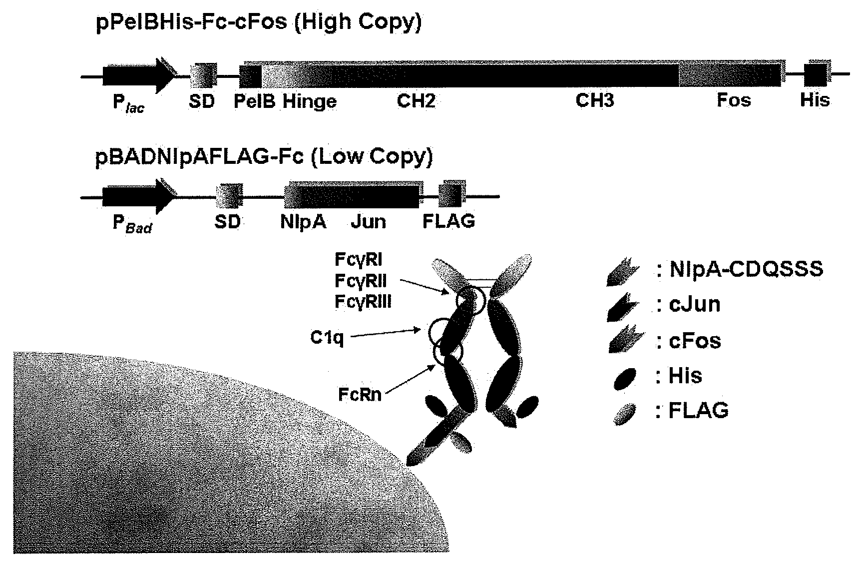 Immunoglobulin fc libraries