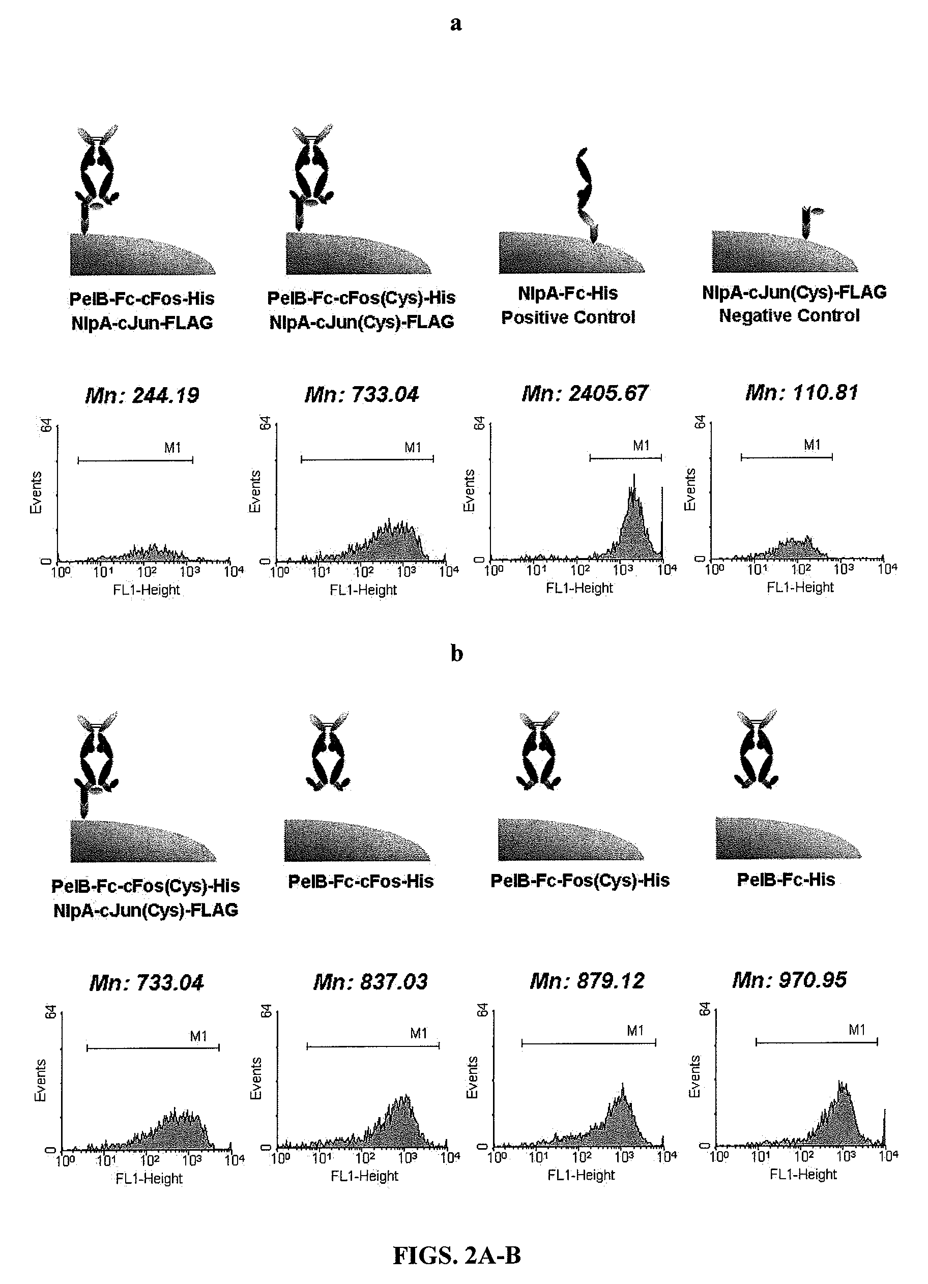 Immunoglobulin fc libraries