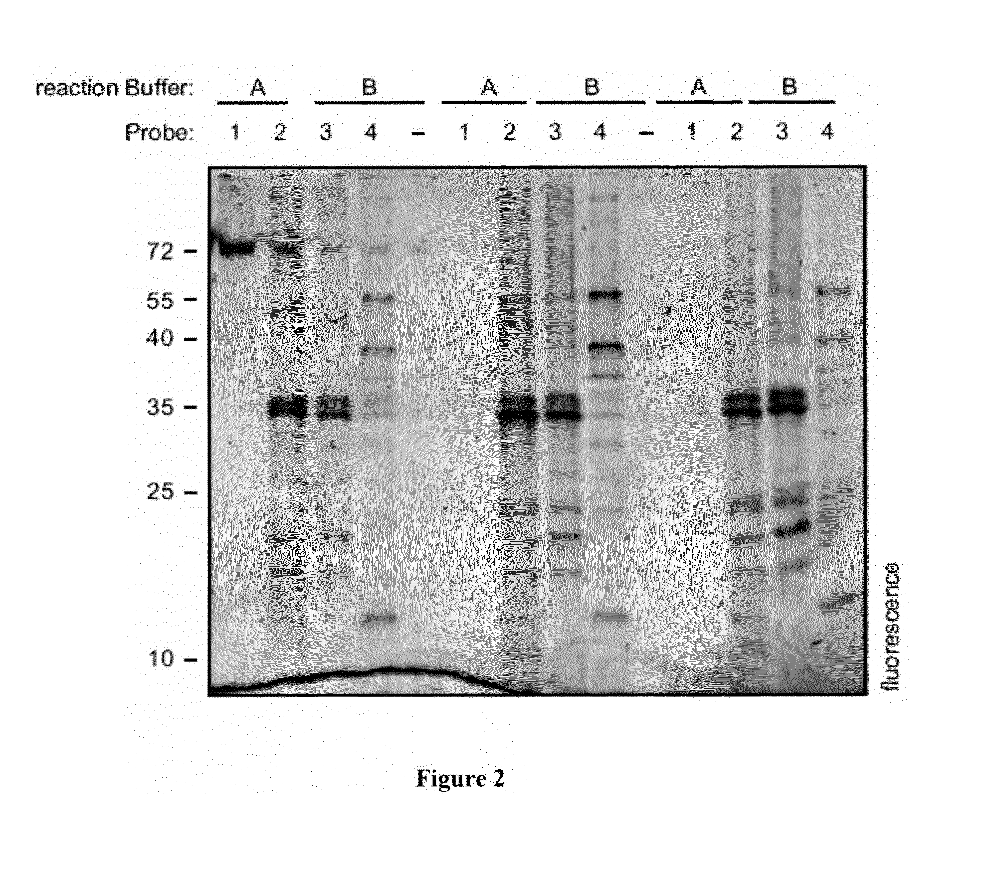 Seed trait prediction by activity-based protein profiling