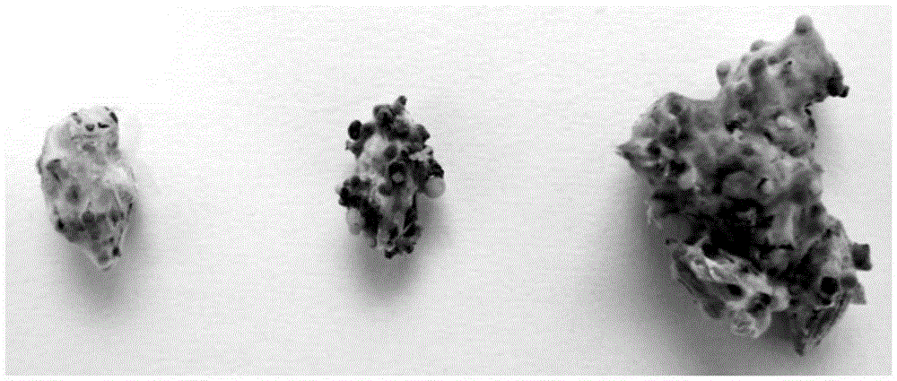 A method for preparing transformant of apple tree rot fungus and gfp marker strain