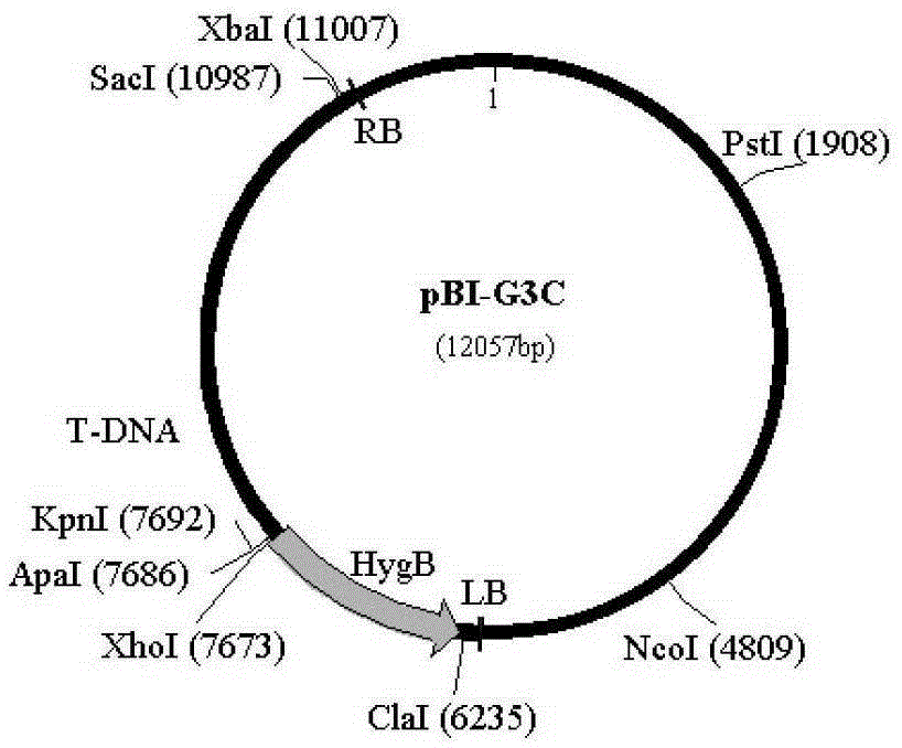 A method for preparing transformant of apple tree rot fungus and gfp marker strain