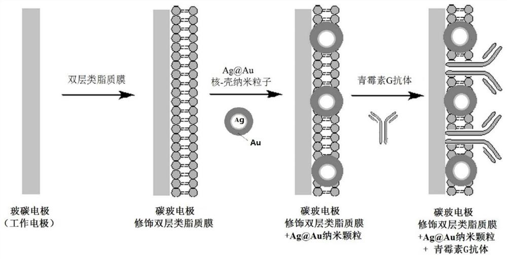 Nano-immunosensor for detection of penicillin g residues in dairy products and its preparation method