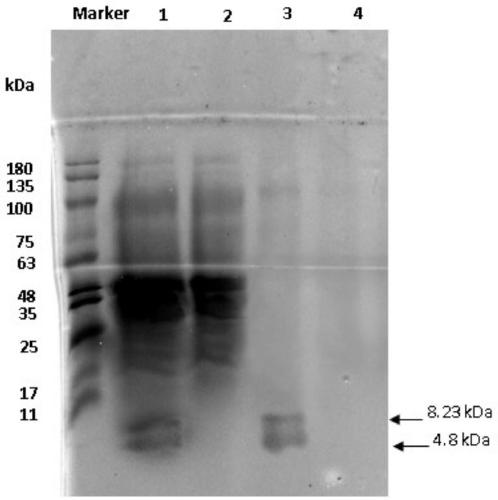 Antimicrobial peptide and prokaryotic expression method and application thereof