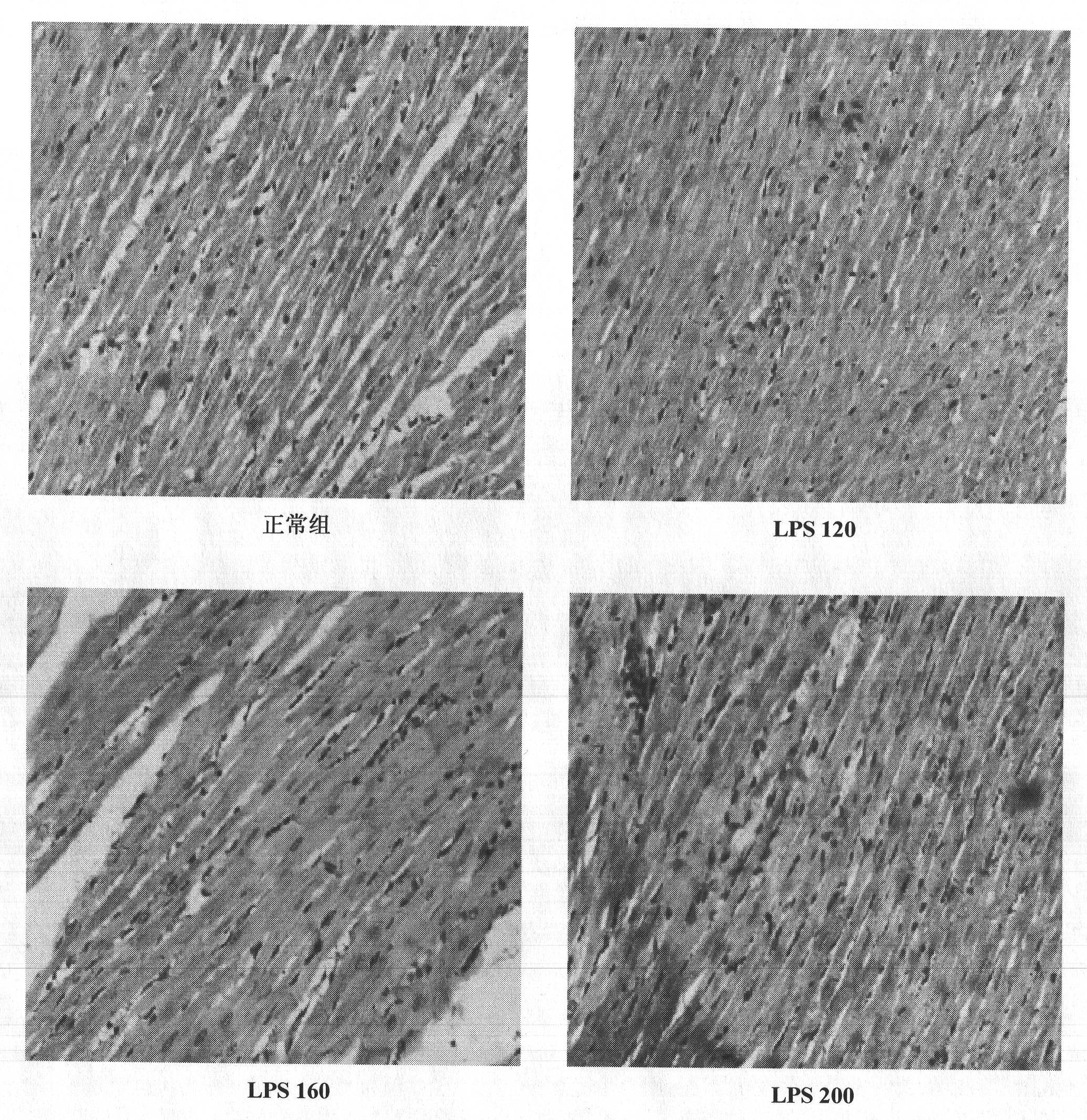 Construction method of animal model of chronic inflammation