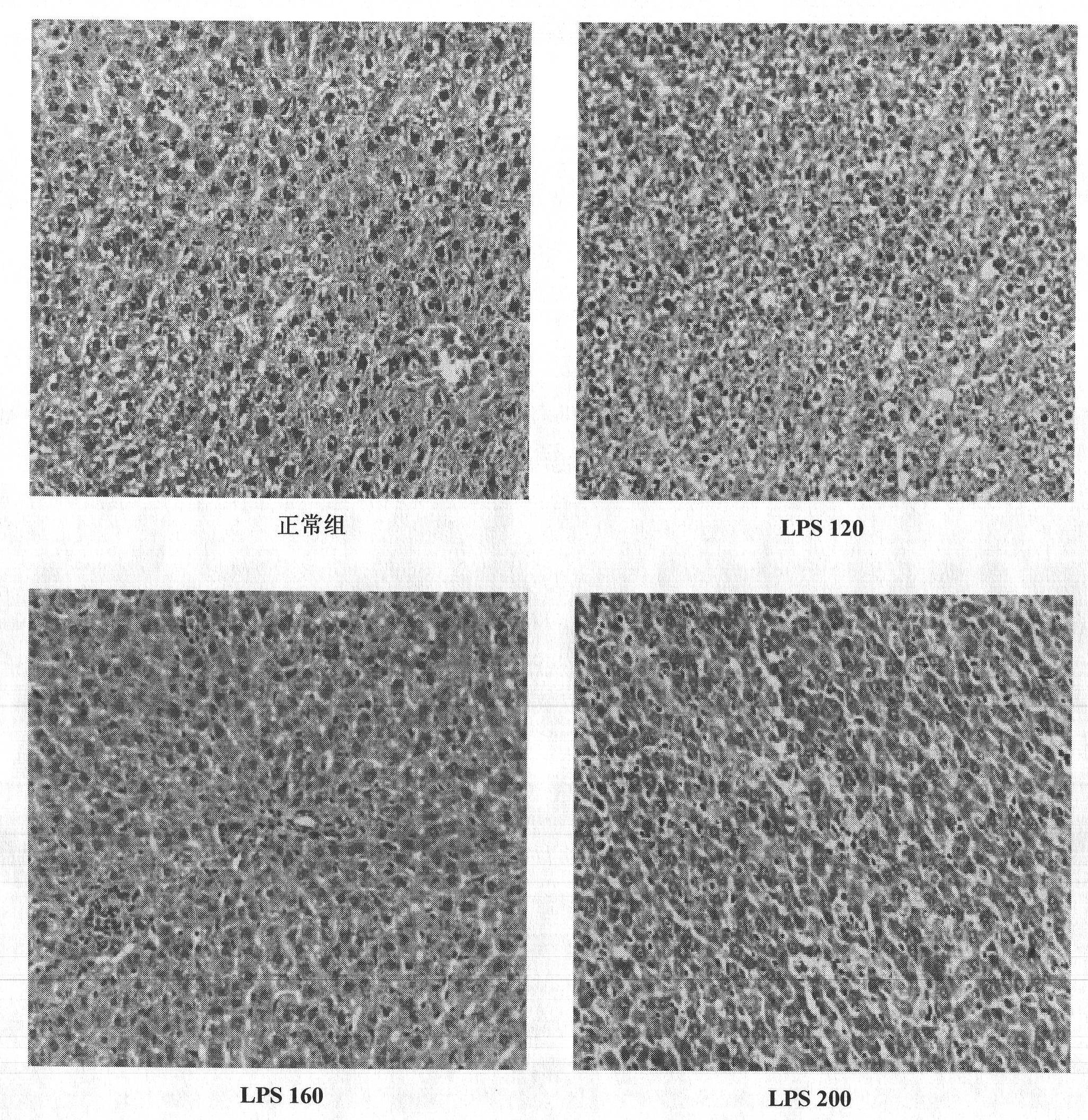 Construction method of animal model of chronic inflammation